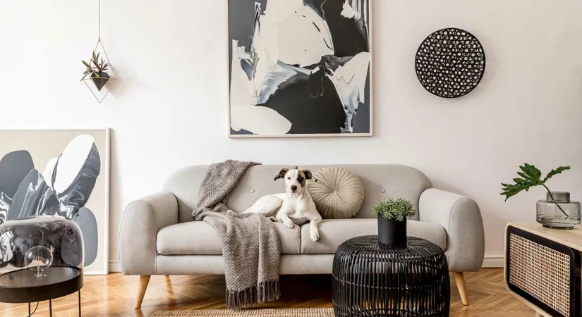 Modern living room with white walls and a black and white dog on beige couch amid black and white accents