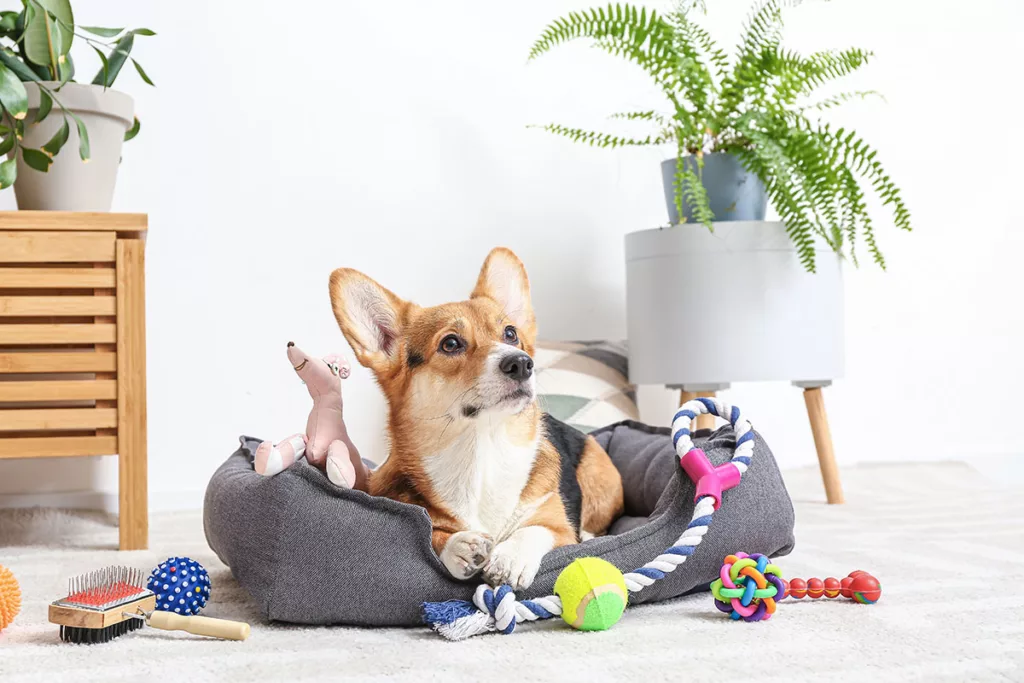 A dog sits in a bed surrounded by toys, which are tripping hazards.