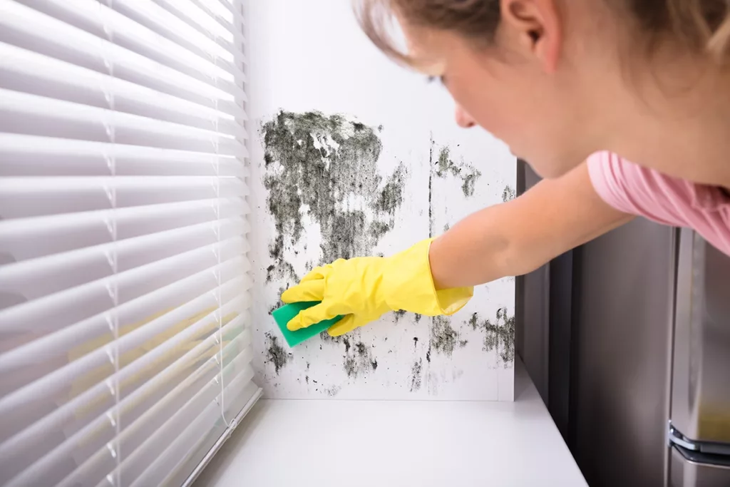 Woman cleaning off mildew from interior paint caused by humidity damage 