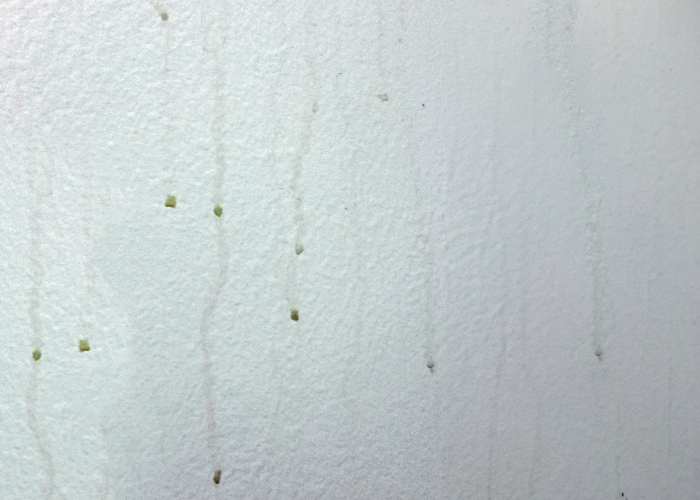 Brown oily residues streaks on painted bathroom wall indicating surfactant leaching leaching in paint caused by humidity damage.