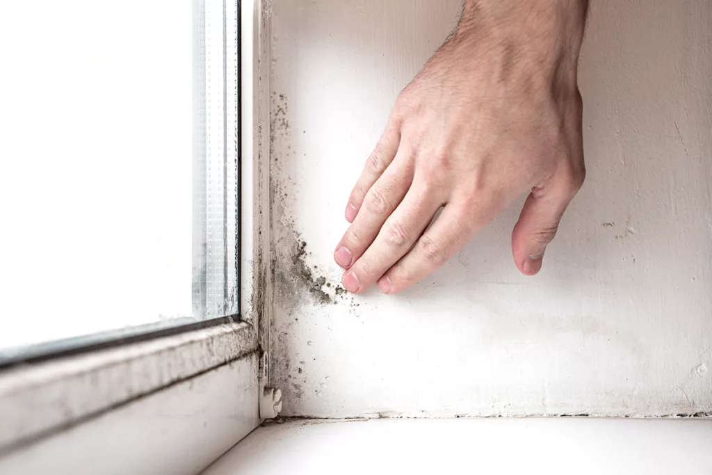 Fungus and mold growing on white interior window trim